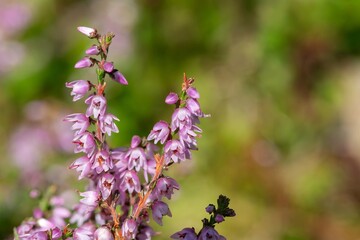 Obraz premium Close up of common heather (calluna vulgaris) in bloom