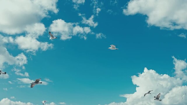 Seagulls Flying in a Soft Cloudy Sky