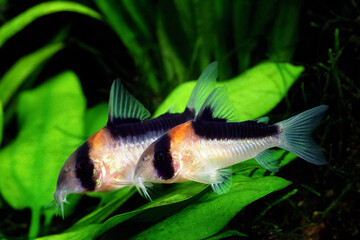 コリドラス　コリドラス・デュプリカレウス　アクアリウム