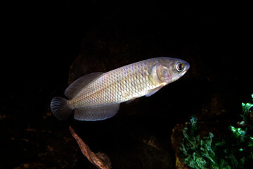 ナイルアロワナ　ヘテロティス　アクアリウム