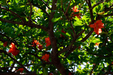 ザクロの花　ザクロ　ザクロの花に木漏れ日