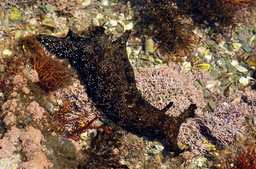 アメフラシ　海辺の生物　干潮時