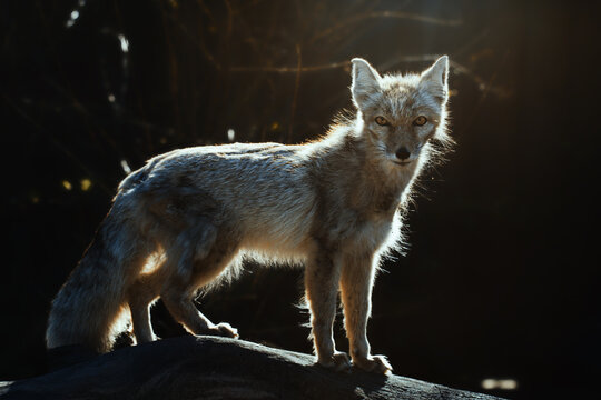 Corsac Fox (Vulpes corsac) in the forest