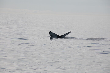 Whale fluke