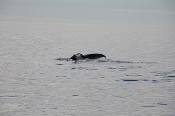 Whale tail with water 