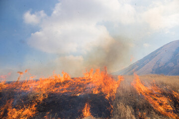 Fototapeta premium 阿蘇の野焼き（熊本県阿蘇）