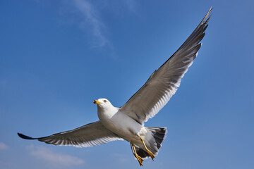 Seagull soaring in clear blue sky