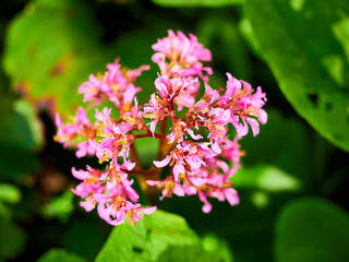 selective, selected, soft focus. pink bergenia crassifolia close-up in a green garden on a beautiful sunny spring day. background for designers, artists, computer desktop