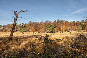 Obraz premium Das Naturschutzgebiet Schlangenberg -Stolberg Rhld. 