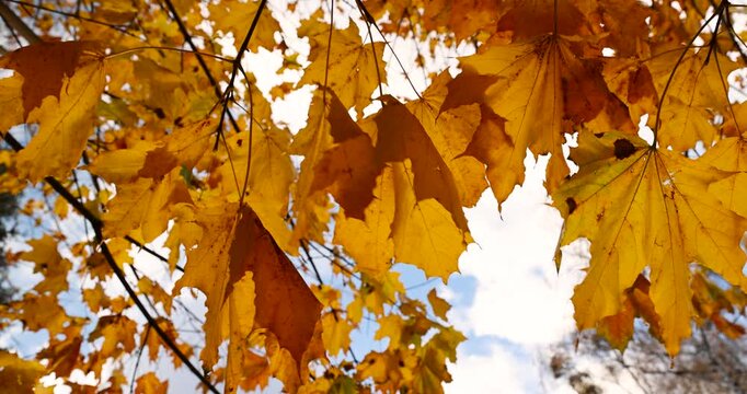 bright foliage of maple in sunny weather in the autumn season, bright beautiful foliage of deciduous trees on the branches before the fall