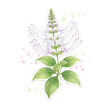 Watercolor of a beautiful flowering Orthosiphon aristatus plant, also known as cat's whiskers or kumis kucing.