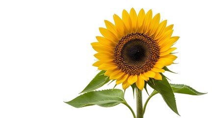 Obraz premium close-up of a vibrant yellow sunflower (Helianthus annuus) with lush green leaves, perfectly isolated on a pure white background. Symbolizes happiness, sunshine, and summer.