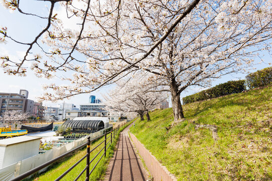 枚方市駅近くの天野川沿いの桜（大阪府）