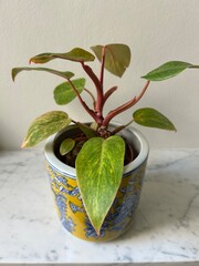 philodendron plant in pot © Jay