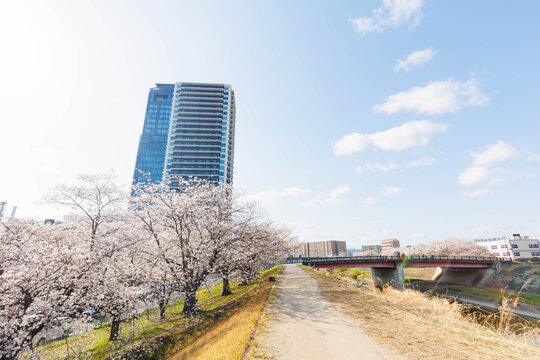 枚方市駅近くの天野川堤防沿いの桜（大阪府）