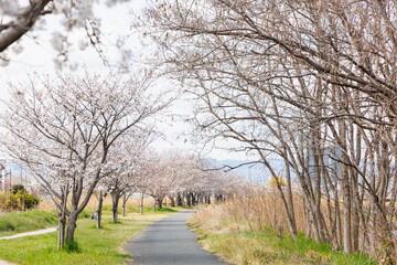 Fototapeta premium 枚方市の天野川緑地沿いの桜（大阪府）