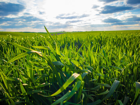 Grass grows tall in a wide open field under blue skies