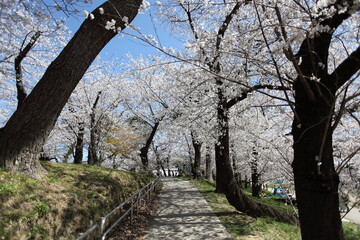 桜の咲く小径
