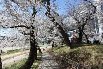 桜の咲く小径