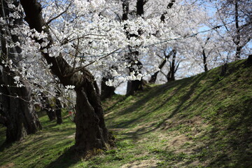 公園の桜