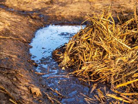 Muddy water collects around a pile of hay in a field