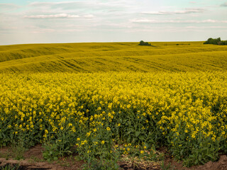 Fototapeta premium Yellow flowers cover hills under a clear sky in spring