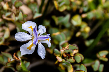 Closeup of a delicate white and purple iris flower with yellow accents and water droplets, isolated against a soft, blurred green foliage background, showcasing natural garden beauty.