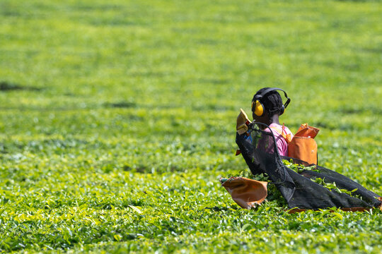 Tea plantation in  Kericho, Kenya