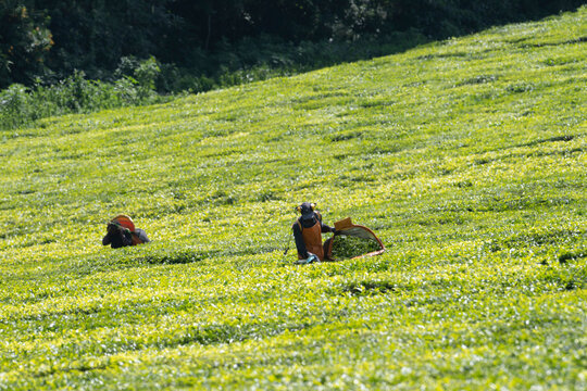 Worker havesting fresh leaves on tea plantation in Kericho, Kenya