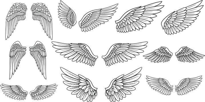 Collection of various wing illustrations in different poses and angles, showcasing detailed designs and feather patterns from multiple viewpoints