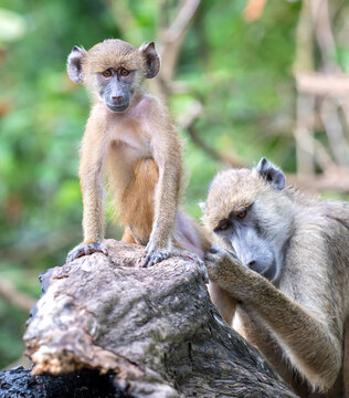 Two yellow baboons (Papio cynocephalus,) engage in social behavior on a fallen tree in a forested area,  in Kenya's coastal region.