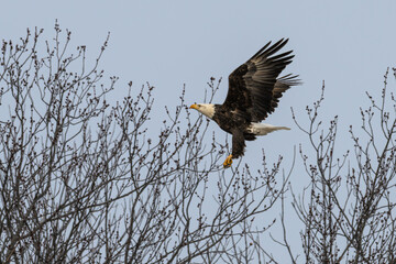 Bald eagle landing in a bare tree.