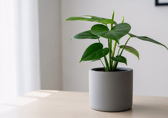 Bright Minimalist Monstera Deliciosa in Gray Pot on Wooden Table