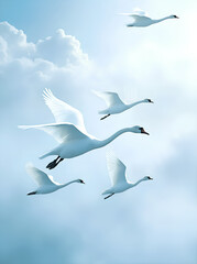 Swans in flight