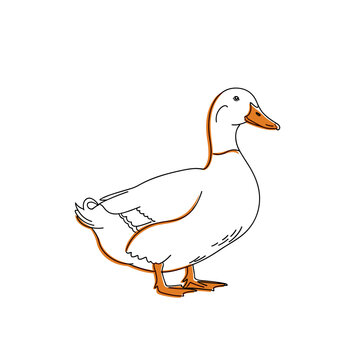 A white waterfowl or domestic duck stands in profile. Vector illustration