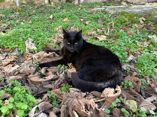 A black cat sits on ground in a garden
