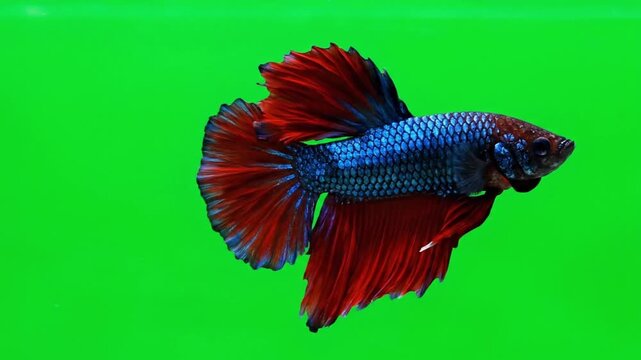 A colorful tropical parrot fish illustration isolated on a green nature background featuring a cartoon goldfish and butterfly fish vector in a blue sea water aquarium