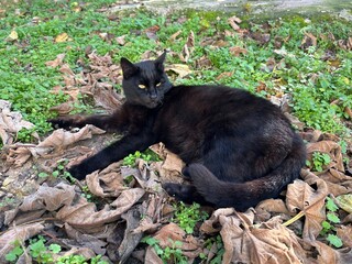 Fototapeta premium A black cat sits on ground in a garden