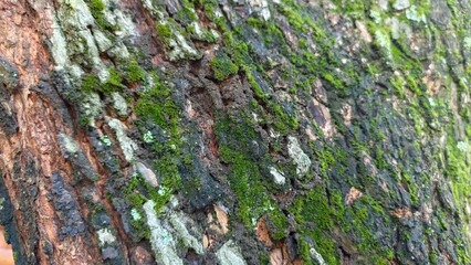 Close up tree bark texture covered with green moss and natural rough details. Perfect for nature, forest, ecology, organic background, graphic texture, and editorial use.
