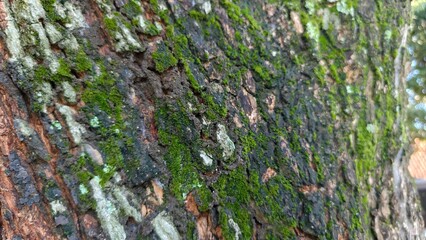 Close up tree bark texture covered with green moss and natural rough details. Perfect for nature, forest, ecology, organic background, graphic texture, and editorial use.
