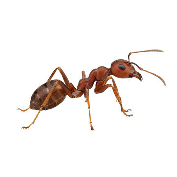 Extremely detailed red fire ant shown in a precise lateral profile view, focusing on the chitinous exoskeleton and segmented body structure against a seamless transparent background, clinical