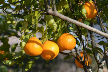 シラヌヒ（不知火）　Shiranui　Dekopon