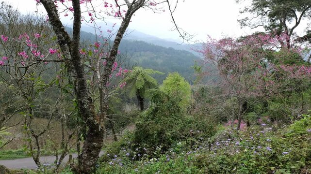 Scenic view of blooming pink cherry trees and flowers at Xitou Nature Education Area. Fog covers the distant mountain slopes, blending with the lush vegetation for a moody, serene vibe.