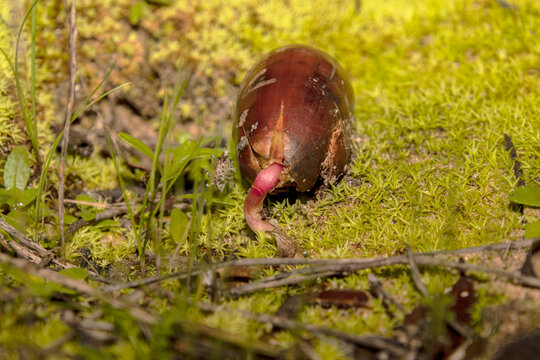 Una bellota de encina empezando a germinar