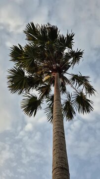 A type of palem kipas, most likely a Sadeng (Saribus rotundifolius) or Siwalan (Borassus sp.) palm. Fan palms are very resistant to hot weather and are often used as decorations for yards