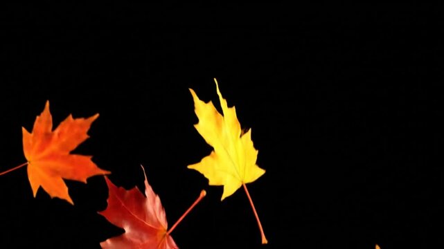 Falling Autumn Leaves in Vibrant Colors on a Dark Background with Light Play