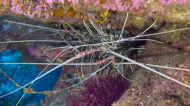 Close-up of a lobsters hidden under coral. Exploration of the seabed, marine ecosystem, underwater nature, tropical fish. Underwater world and the life of its inhabitants. Diving.