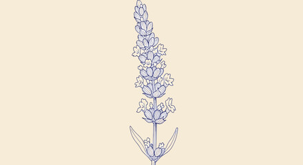 Fototapeta premium A delicate lavender flower illustration in a minimalist style from a direct viewpoint.