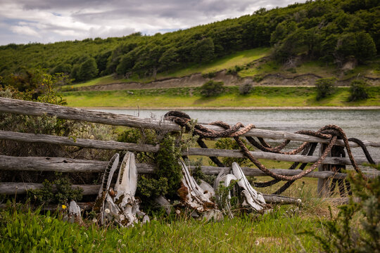Old whale bones near Ushuaia in Argentina.