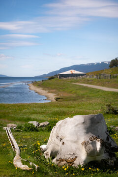 Old whale bones near Ushuaia in Argentina.